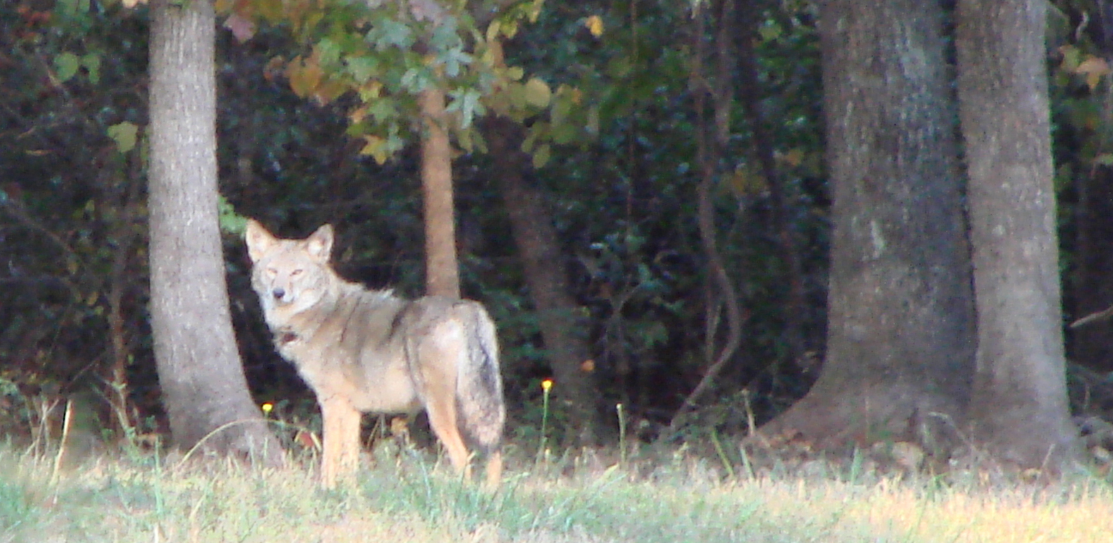 Coyote Sightings in Buffalo is Natural – Rising