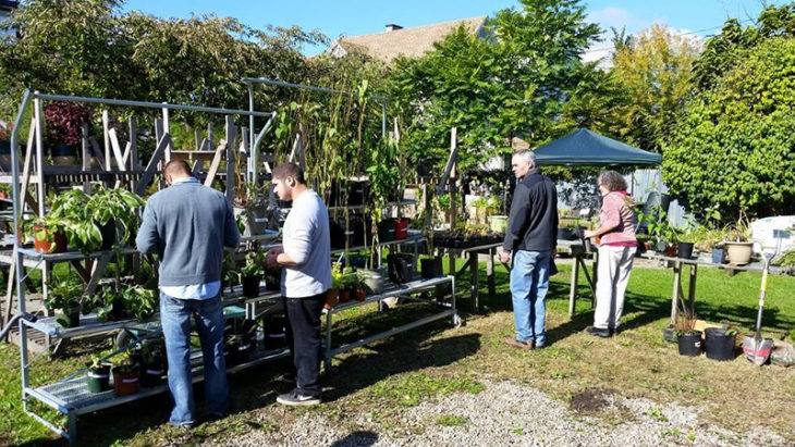 Urban Roots Annual Plant Swap Buffalo Rising