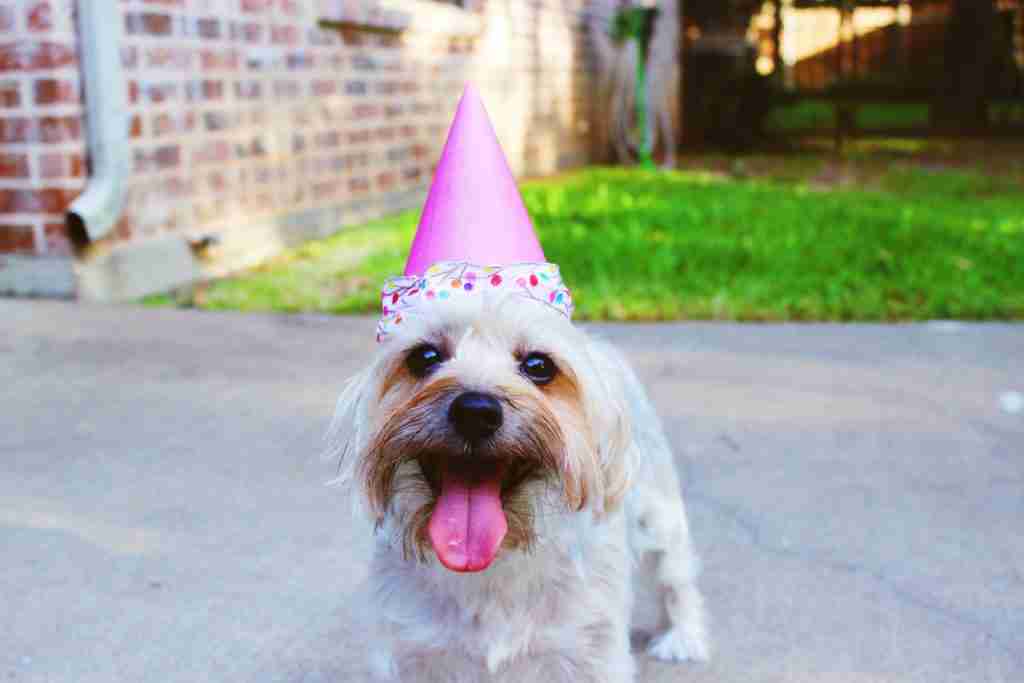 Fetch! Doggy Ice Cream Party @ Churn on Hertel