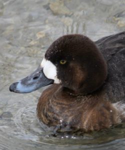 G scaup female