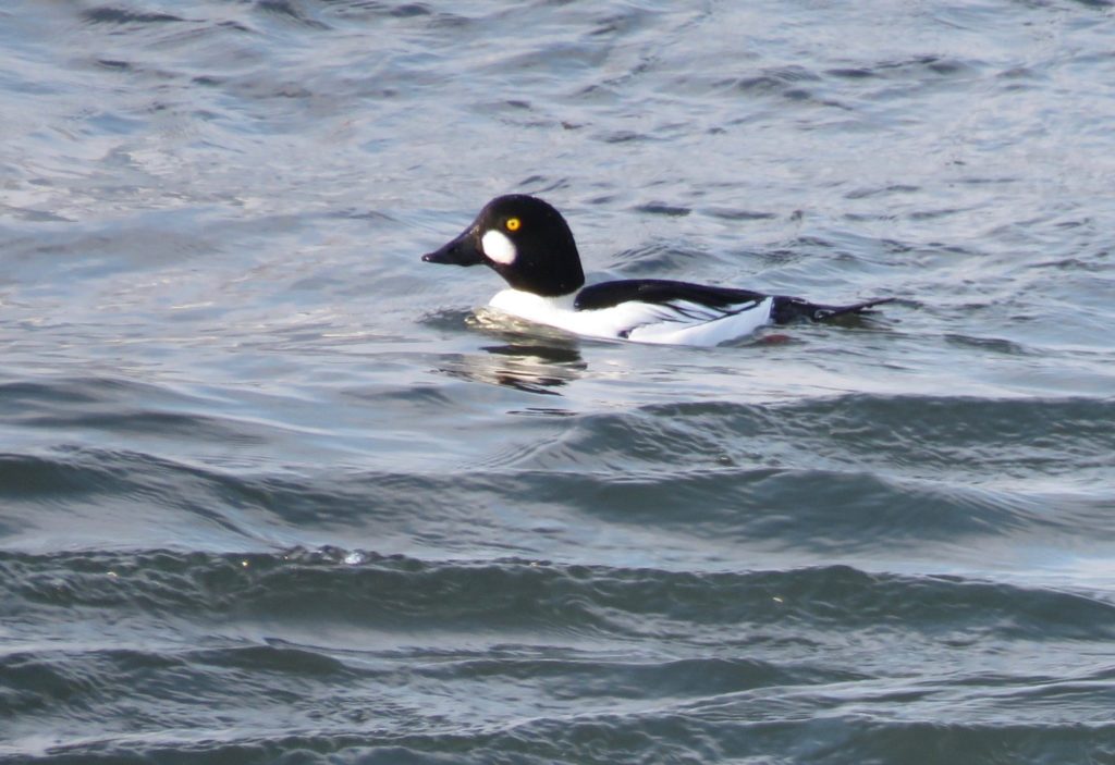 Common goldeneye - 2017