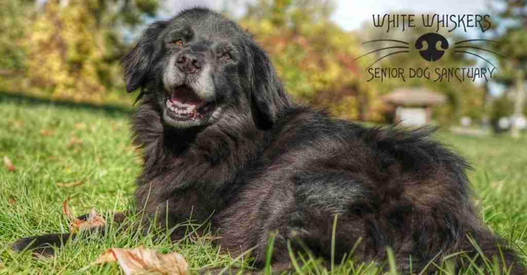 White Whiskers Senior Dog Sanctuary of WNY