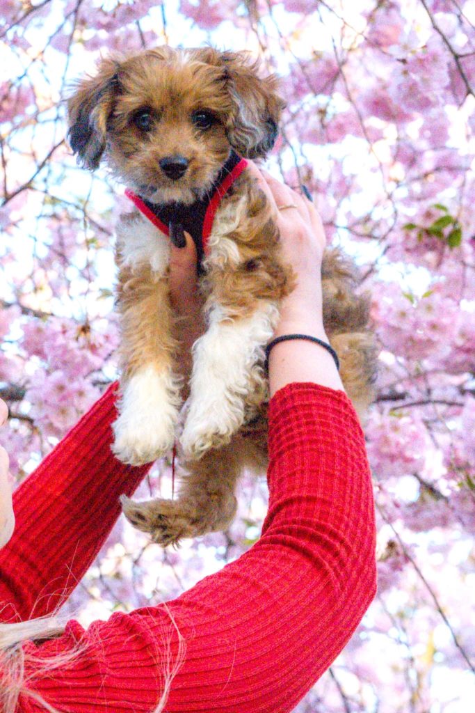Photo of a dog and blossoms