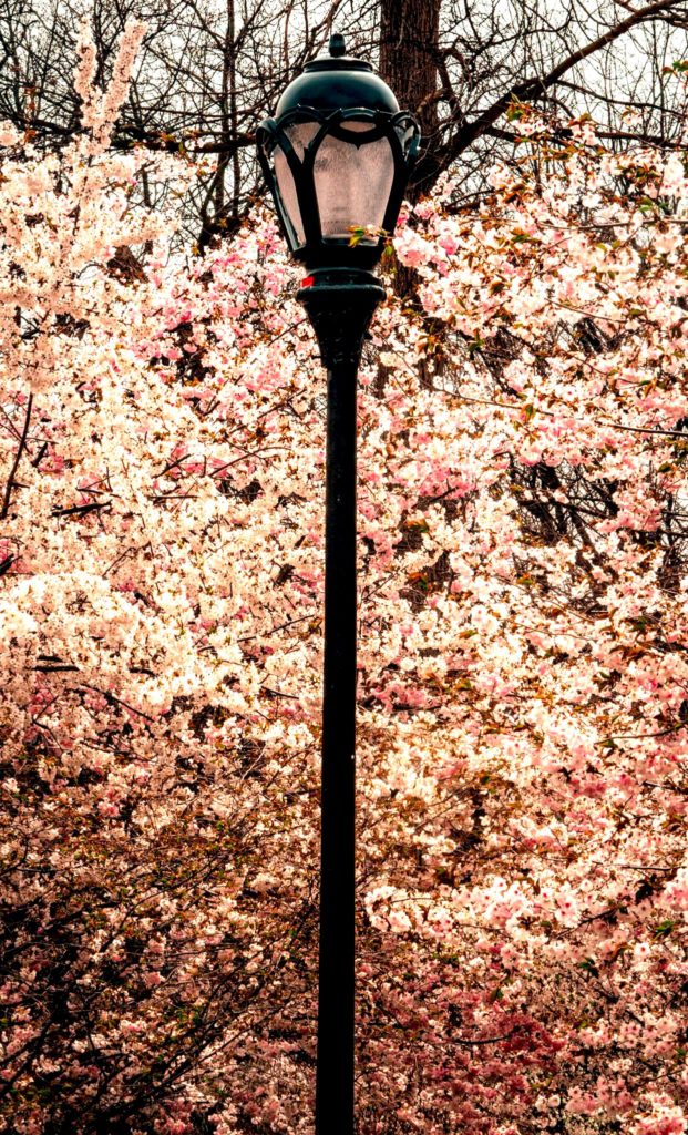 Photo of blossoms and a street lamp