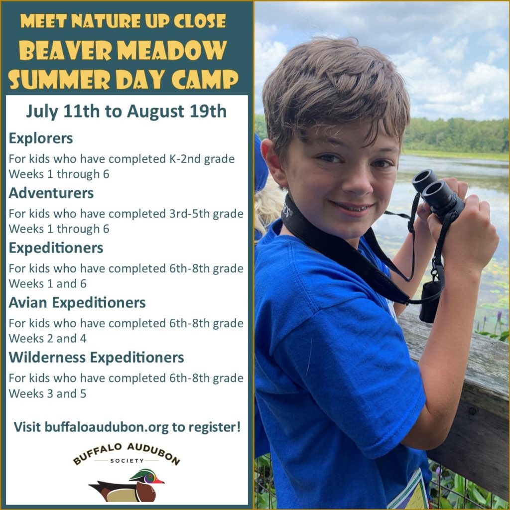 Ad for Buffalo Audubon Society Summer Camp at Beaver Meadow