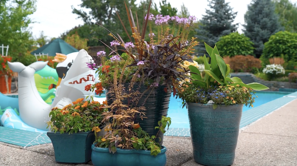 Some potted plants and flowers set poolside