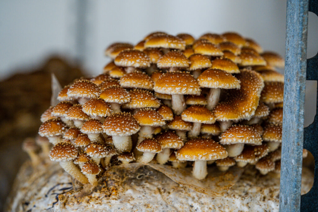 One of the many varieties of mushrooms grown by Flat 12 Mushrooms