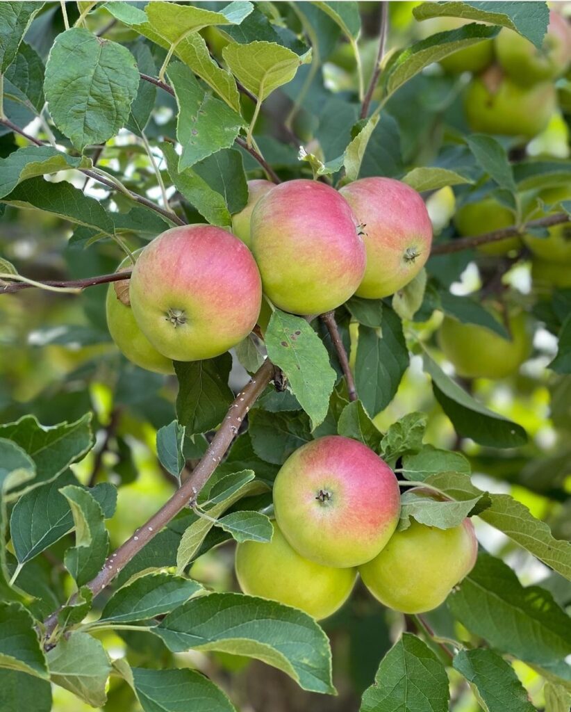 Ripe apples waiting to be picked