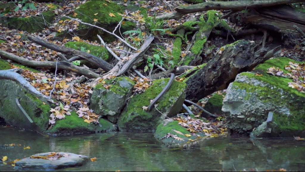 Leaves collect on some rocks by a stream at Chestnut Ridge Park